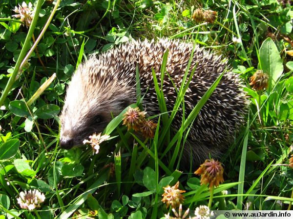 abris animaux