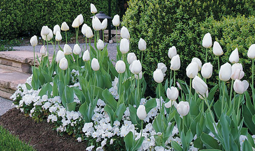 blanc jardin