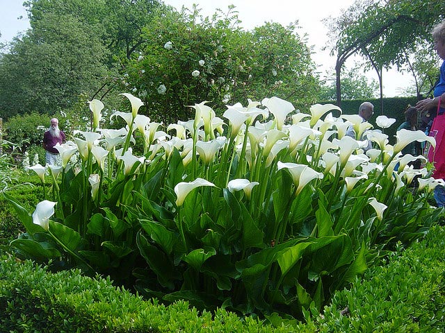 blanc jardin