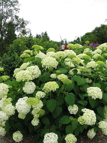 blanc jardin