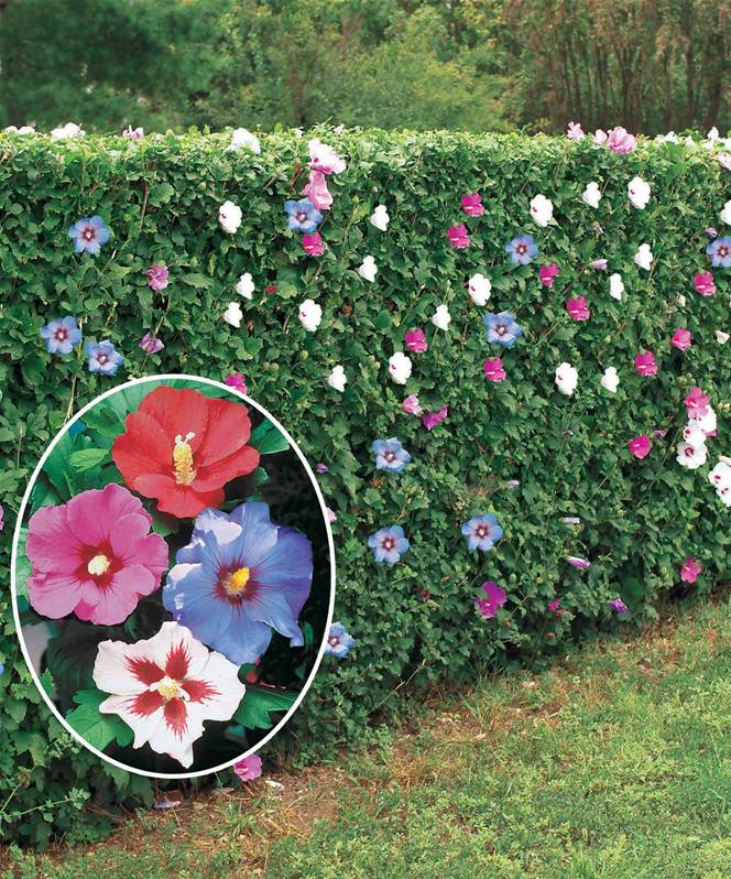 de jardin