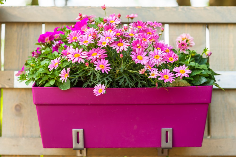 grand pot de fleur belgique
