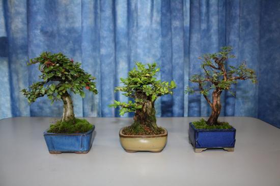 mini serre bonsai