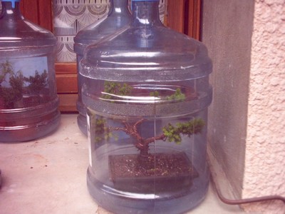 mini serre bonsai