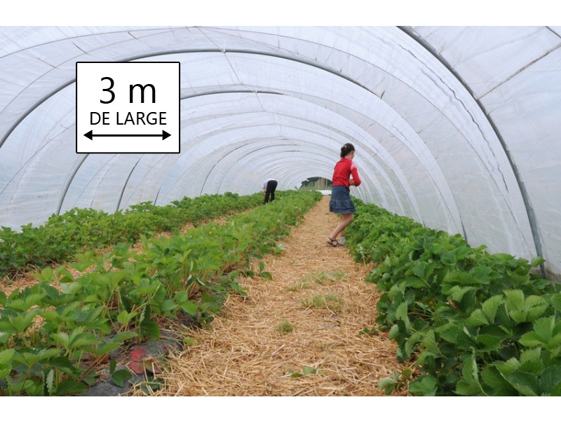 polythene pour serre