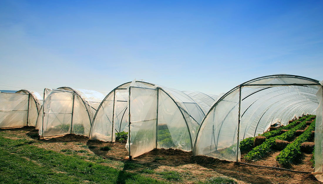 polythene pour serre