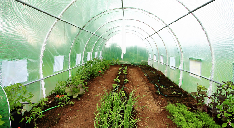 polythene pour serre