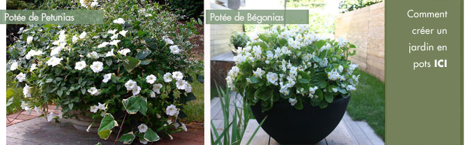 pot de fleur terrasse