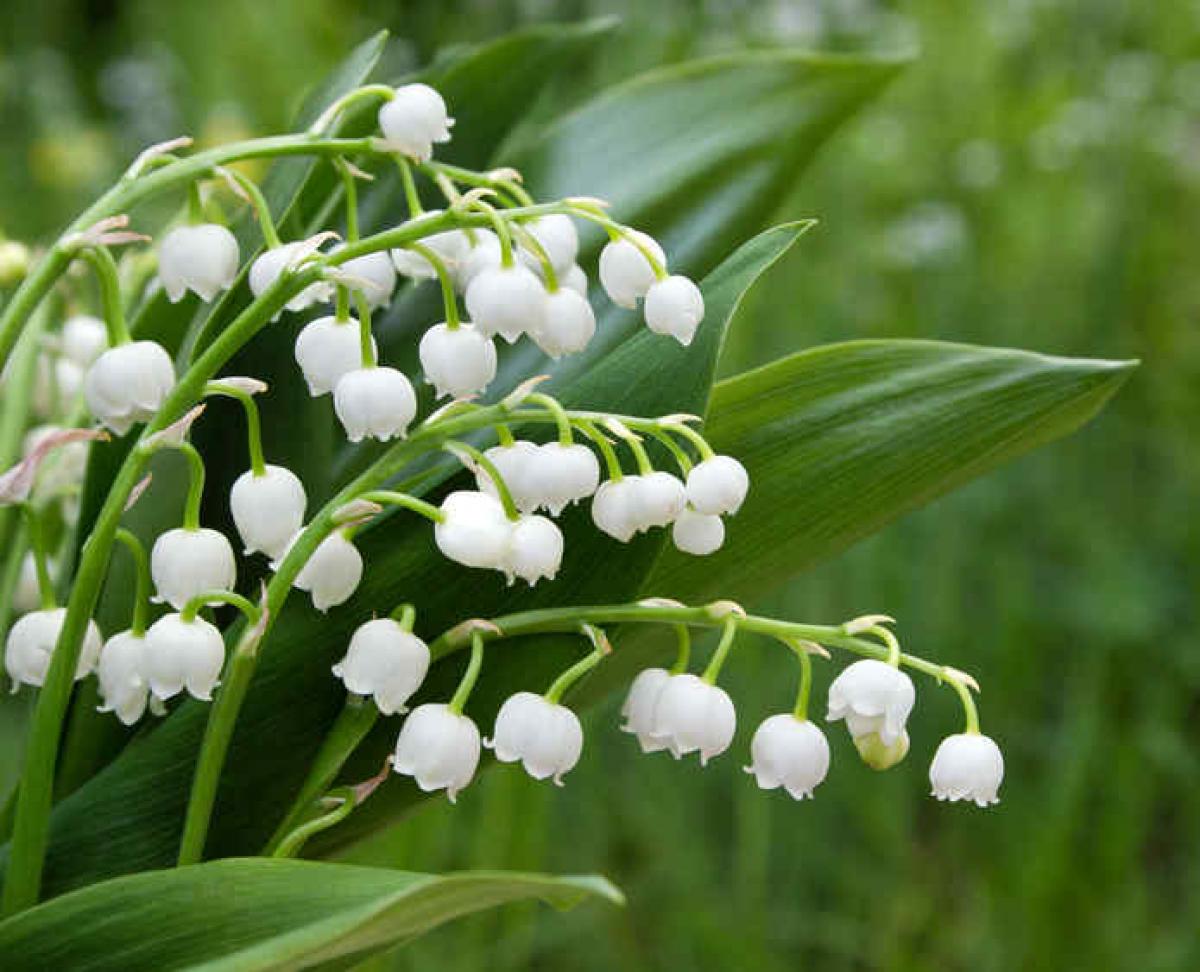 Comment Le Muguet Passe T Il L'hiver