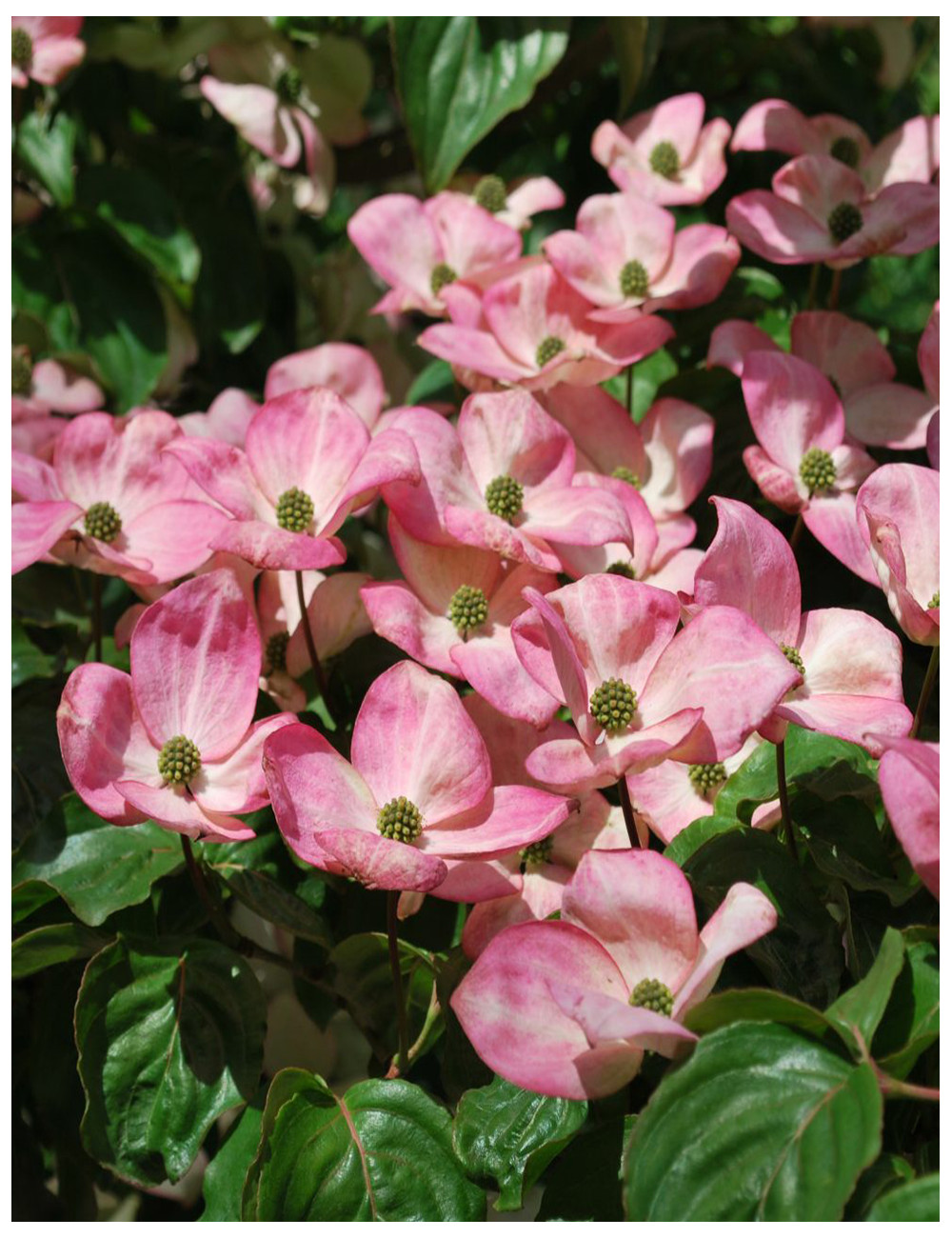 Cornouiller Du Japon 'Chinensis' - Arbuste Ornemental 50-60 Cm, Fleurs Blanches, Feuilles Rouges Automne