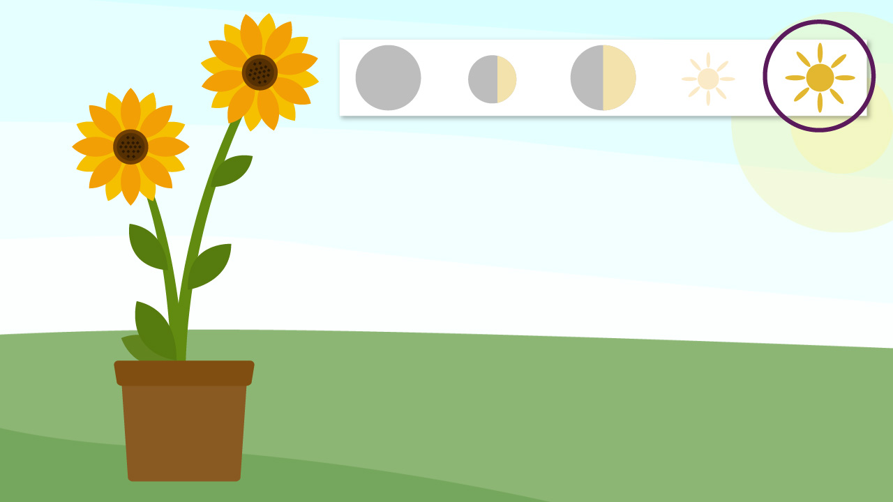 faire pousser un tournesol - Agencement de jardin aux meilleurs prix