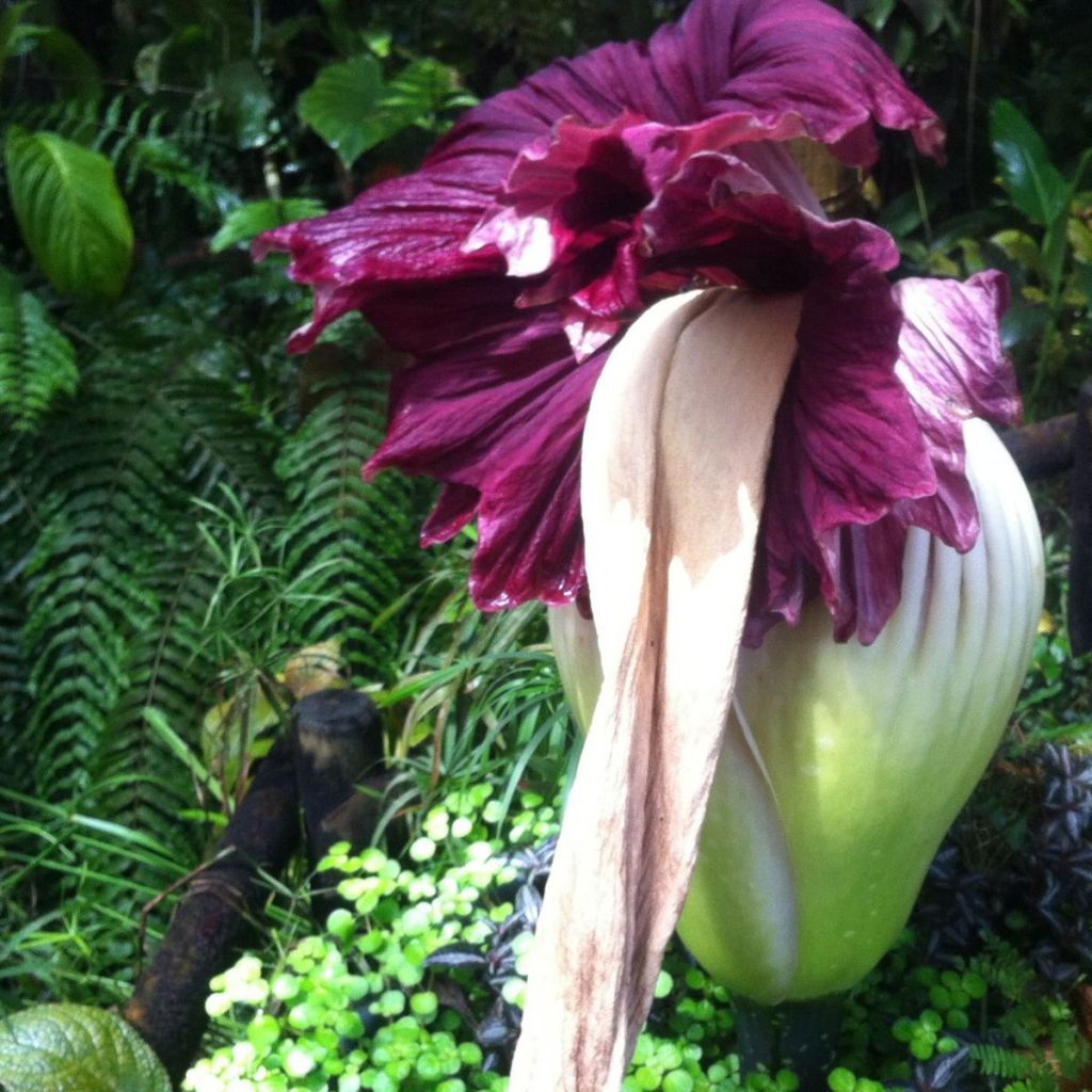 Plante Naturel Pour Agrandir Le Peni Pdf