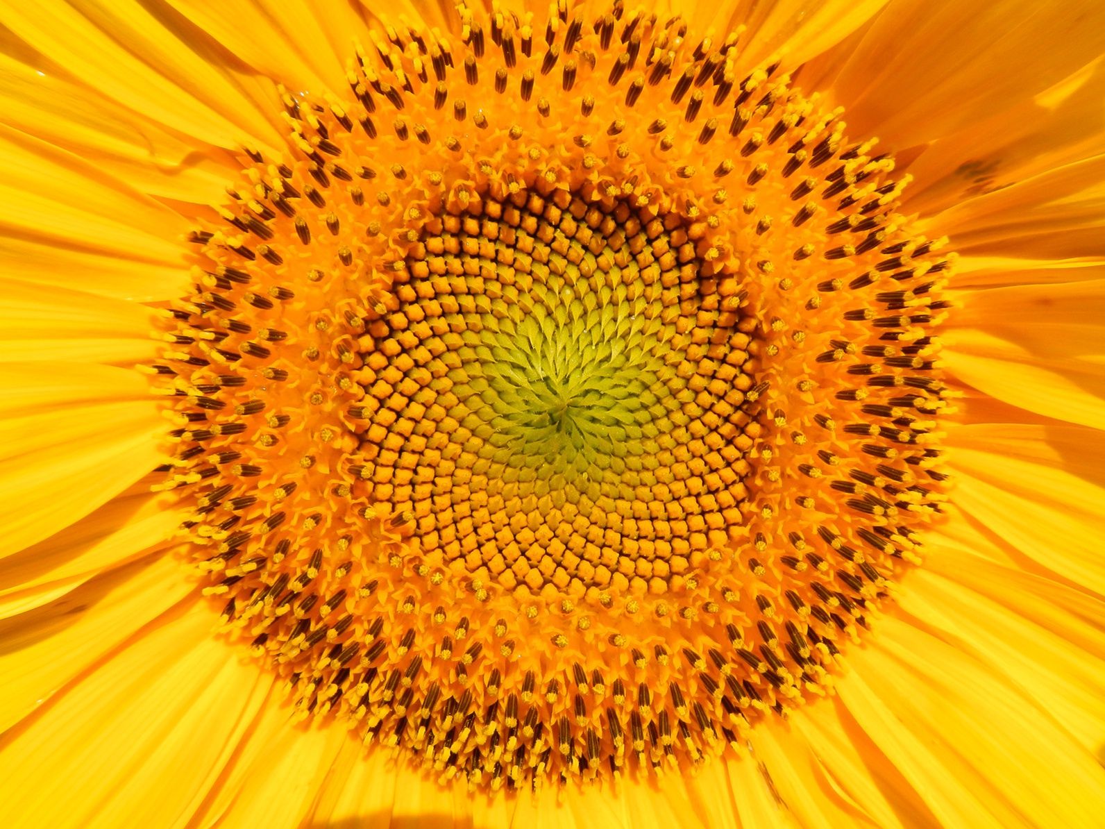 Comment Faire Por Avoir Des Tournesols Rouge