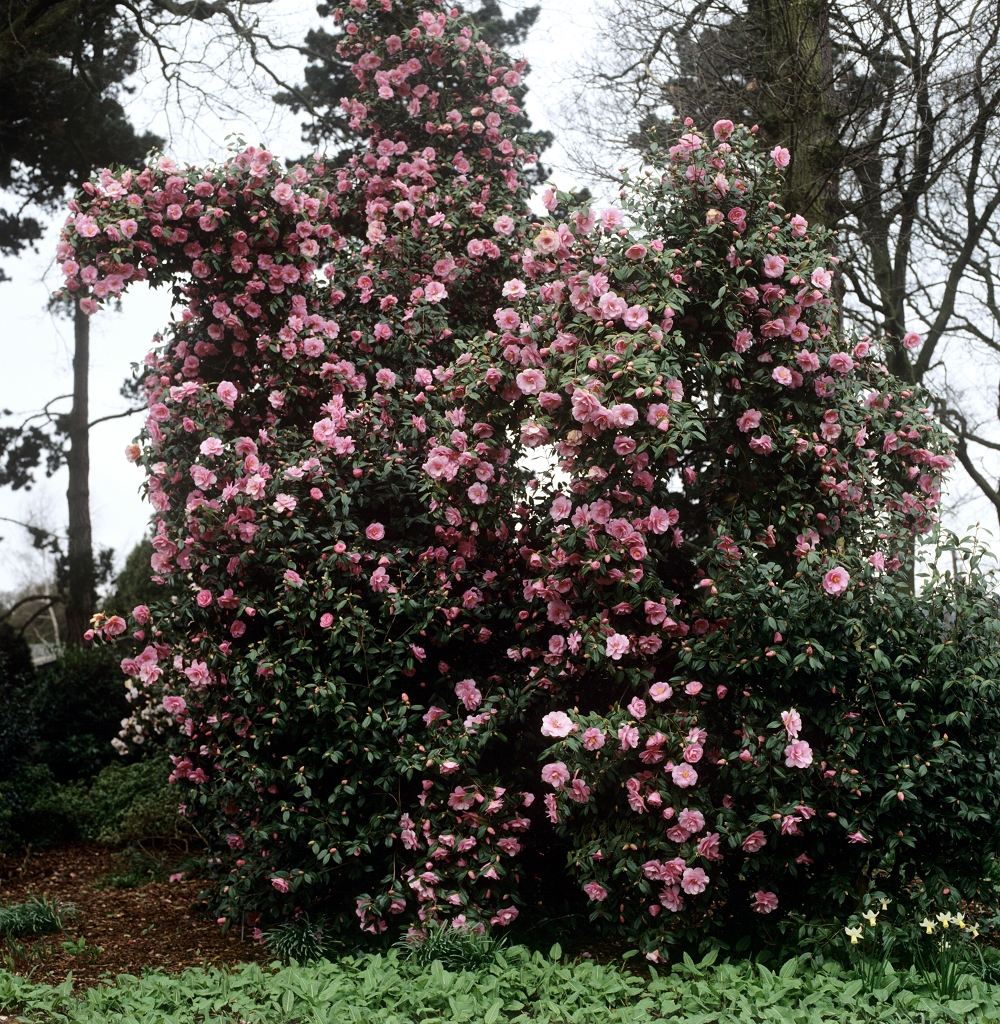 Quand Planter Un Camelia En Pleine Terre