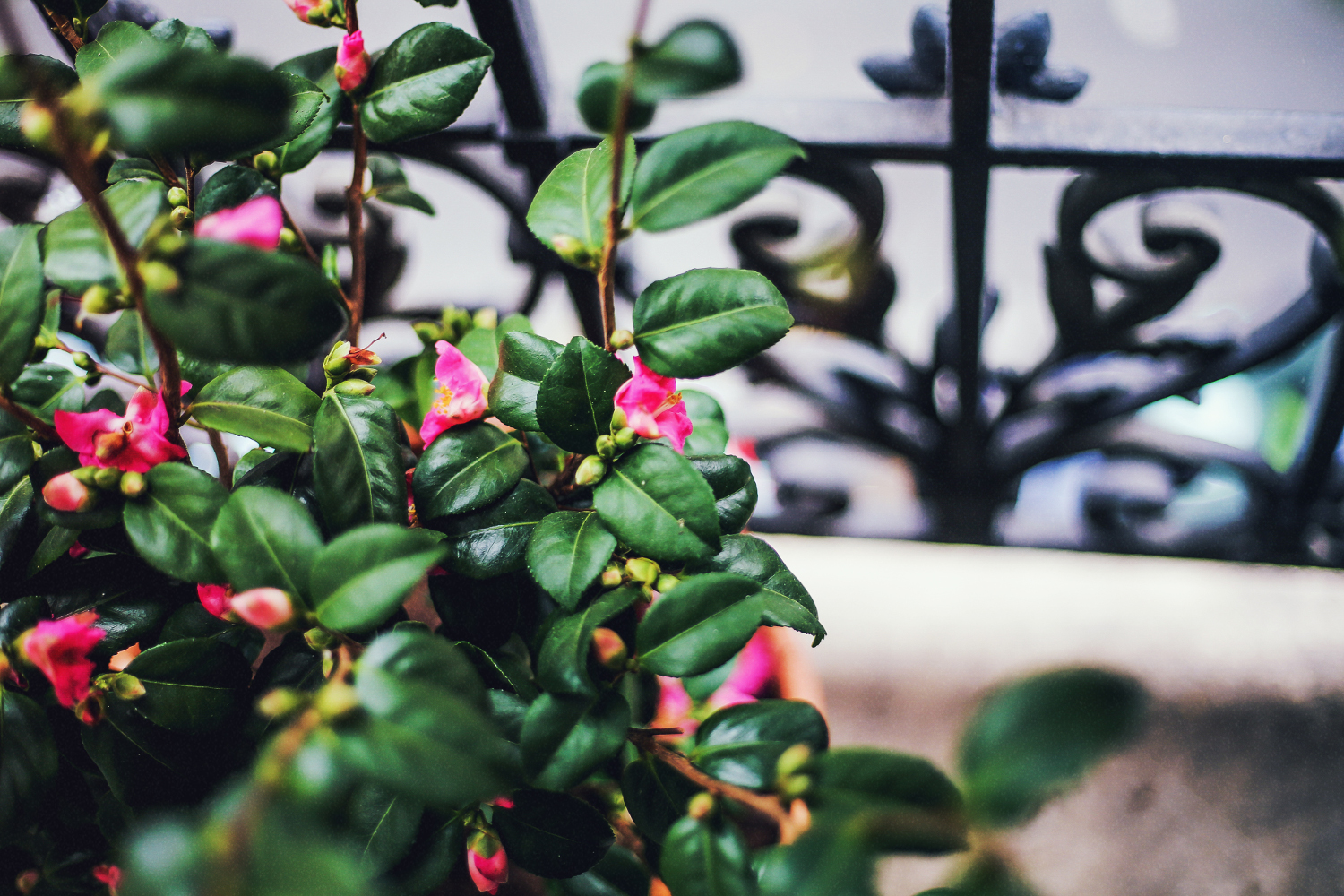 Quand Planter Un Camelia En Pleine Terre