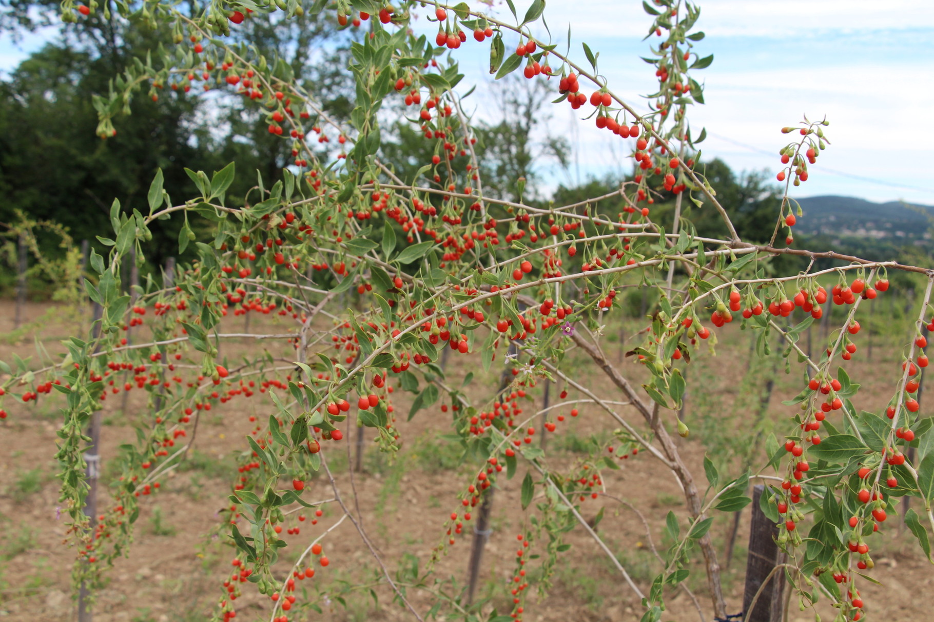Fruits Et Légumes Exotiques : Tous Leurs Bienfaits Santé - Foto 10