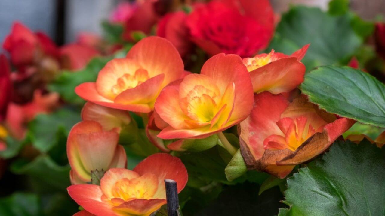 entretien d un begonia - Agencement de jardin aux meilleurs prix