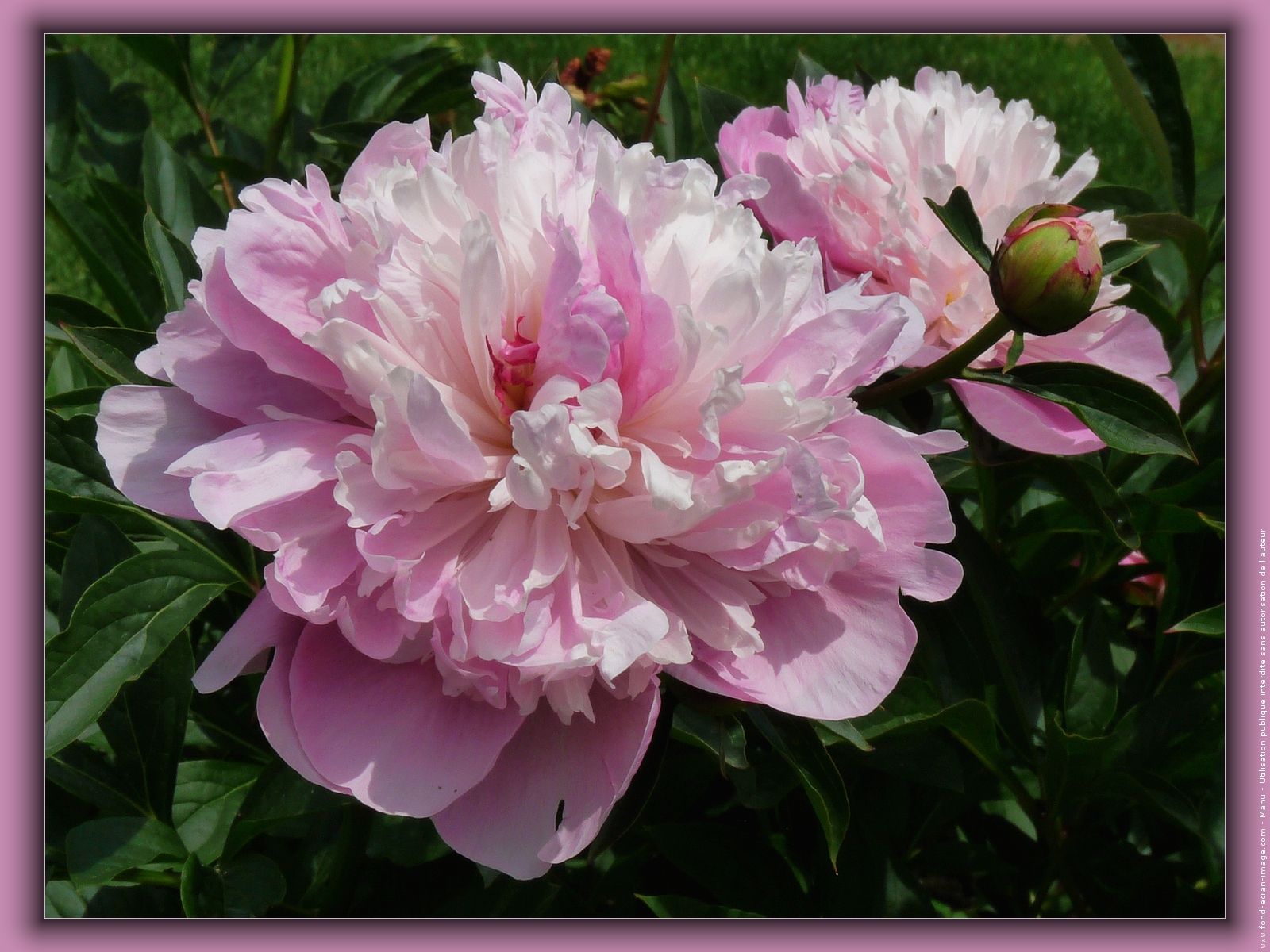 Faut Il Couper Les Fleurs Fanées Des Pivoines