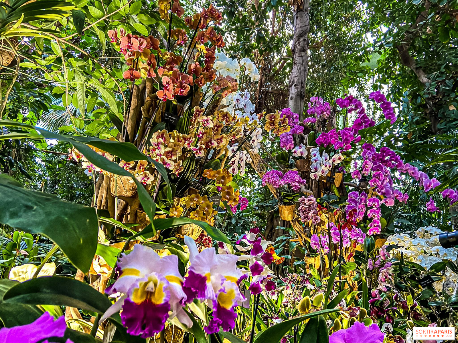 Orchidées Jardin Des Plantes