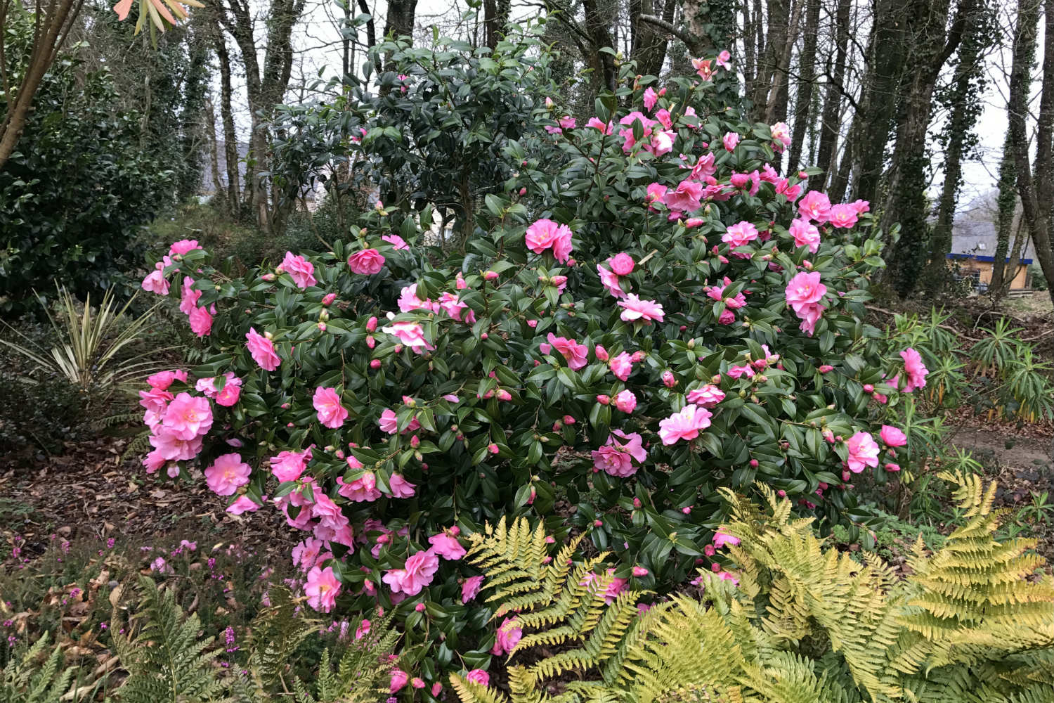Quand Planter Un Camelia En Pleine Terre