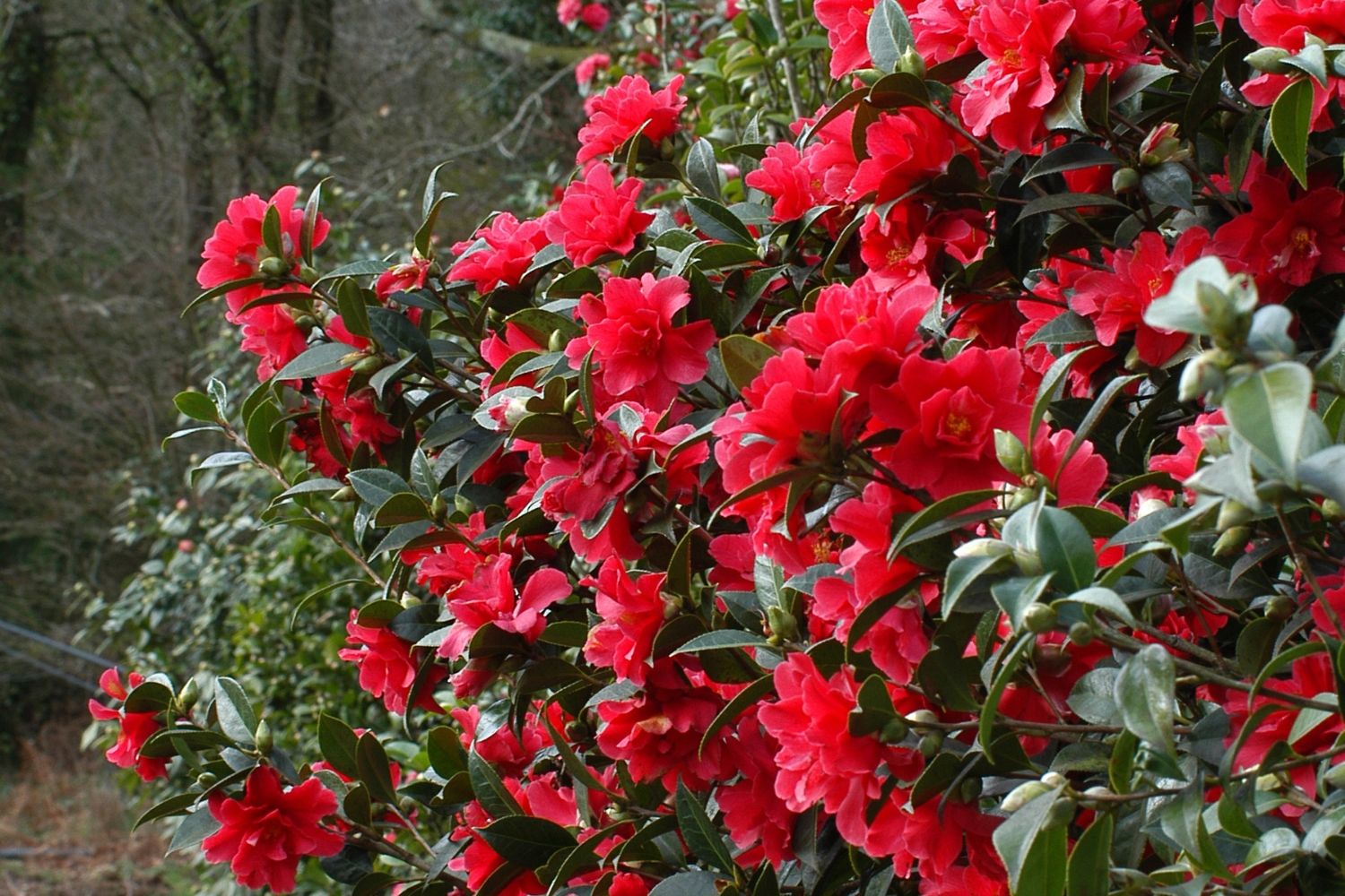 Quand Planter Un Camelia En Pleine Terre