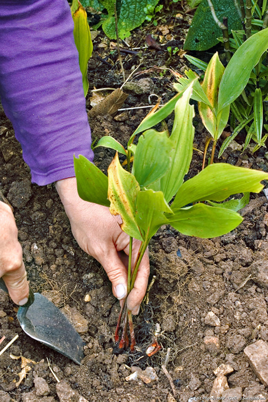 Quand Planter Un Arome En Pleine Terre