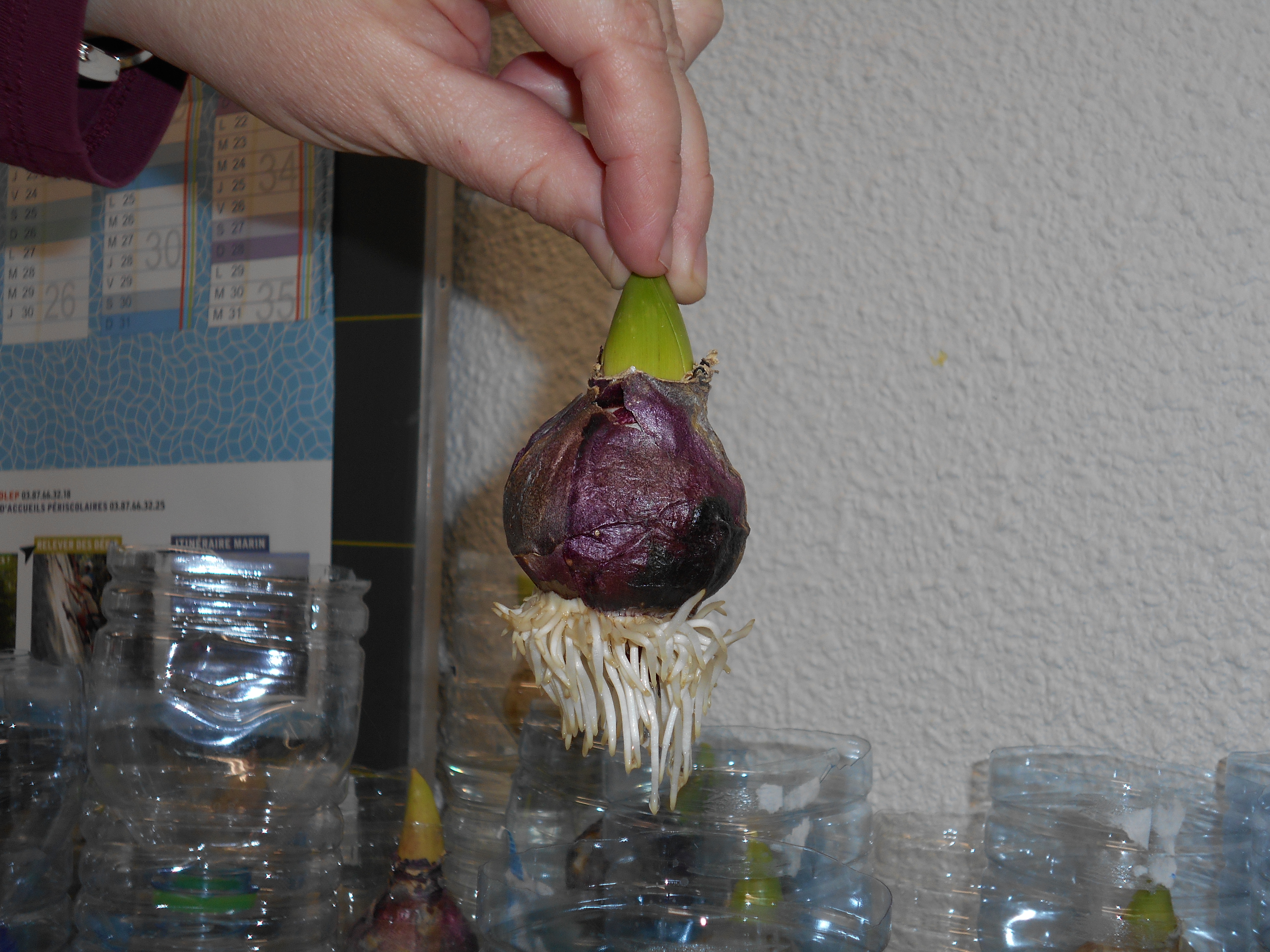 Planter Des Bulbes En Classe Pour Noël