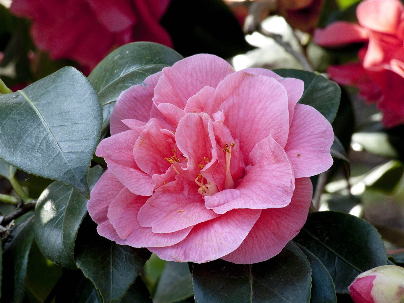 Quand Planter Un Camelia En Pleine Terre