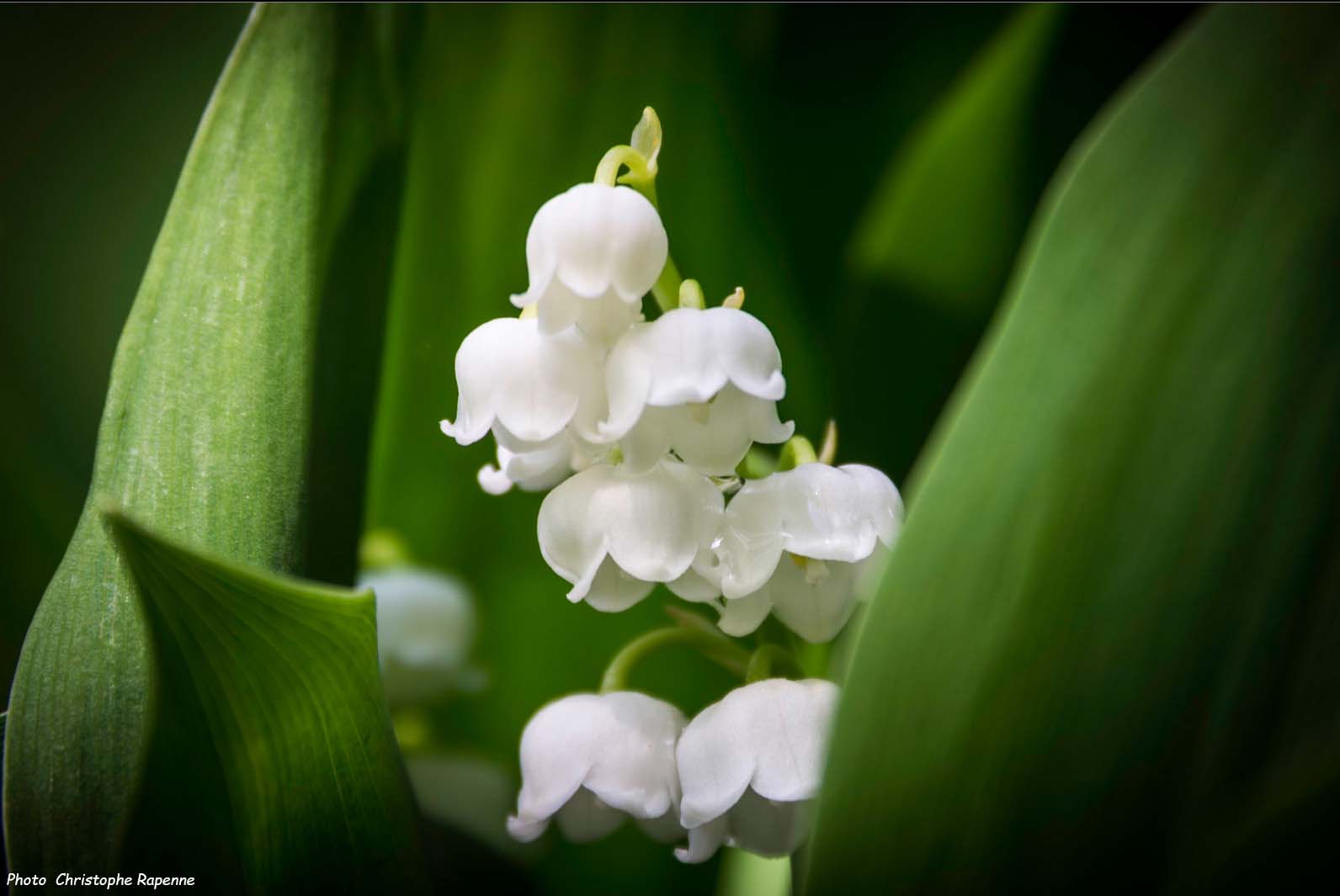 Comment Le Muguet Passe T Il L'hiver